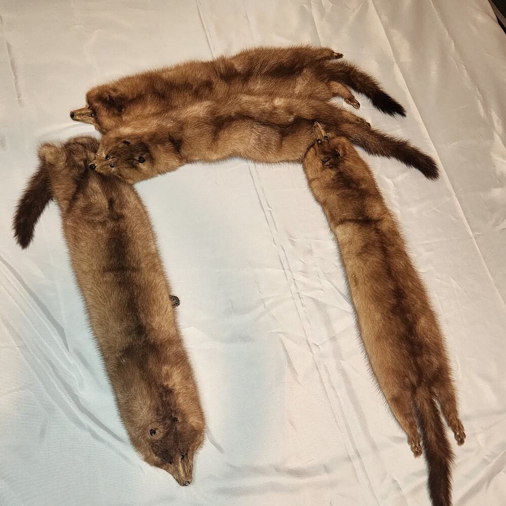 Vintage 5 Mink Fur Stole Pelts Scarfs Heads Full Body Taxidermy 1940s 1950s - Picture 9 of 9